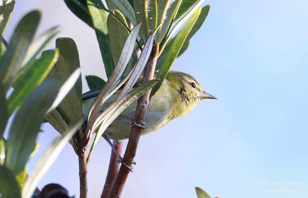 マミジロアメリカムシクイ - ML646606284