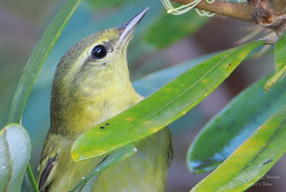 マミジロアメリカムシクイ - ML646606285