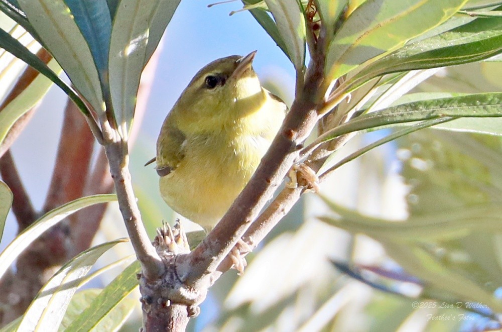 マミジロアメリカムシクイ - ML646606286