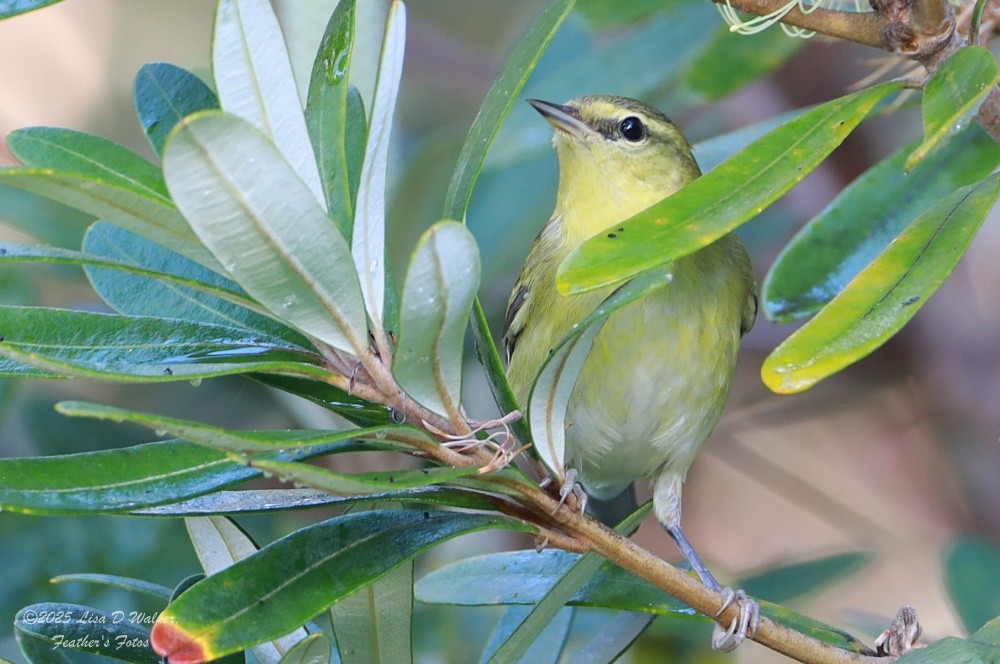 マミジロアメリカムシクイ - ML646606287