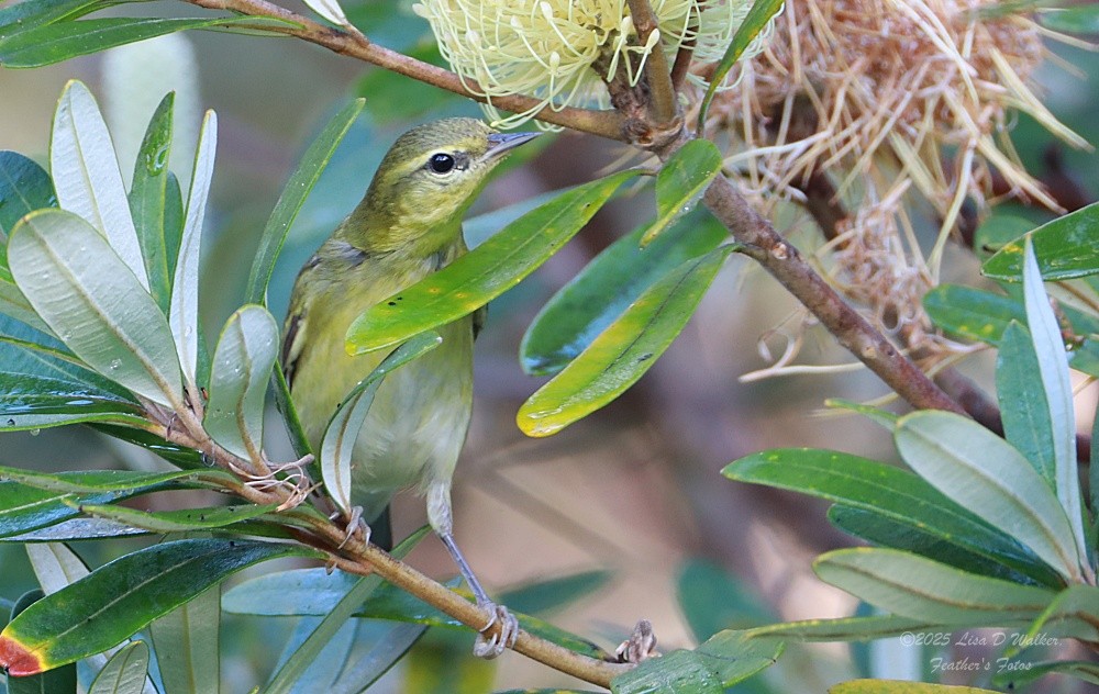 マミジロアメリカムシクイ - ML646606288