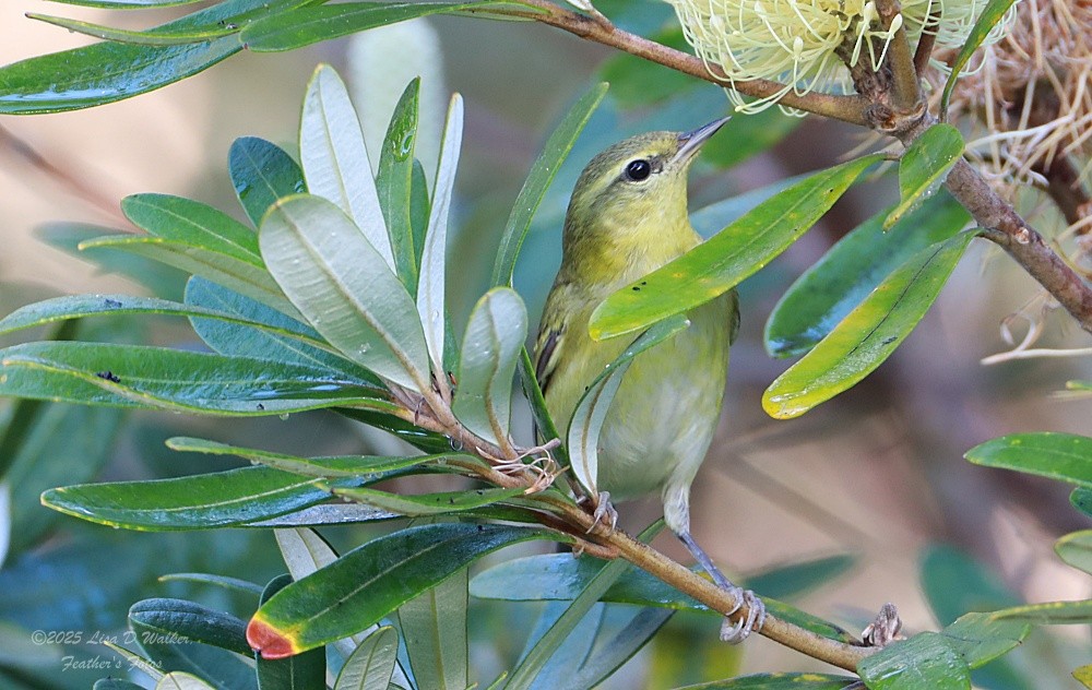 マミジロアメリカムシクイ - ML646606289