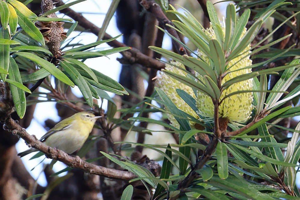 マミジロアメリカムシクイ - ML646606290