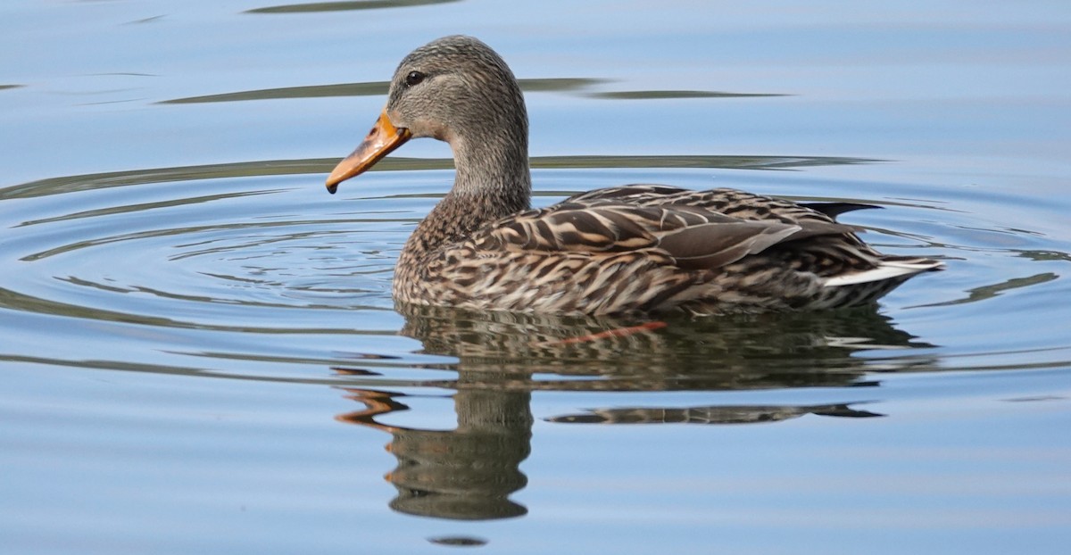 Canard colvert - ML646606291