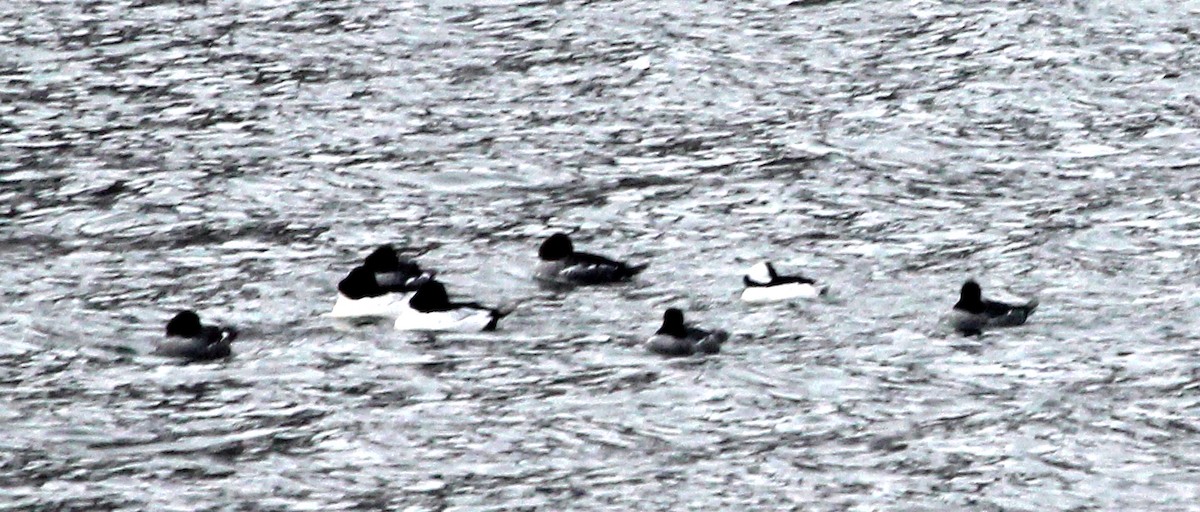 Common Goldeneye - ML646606292