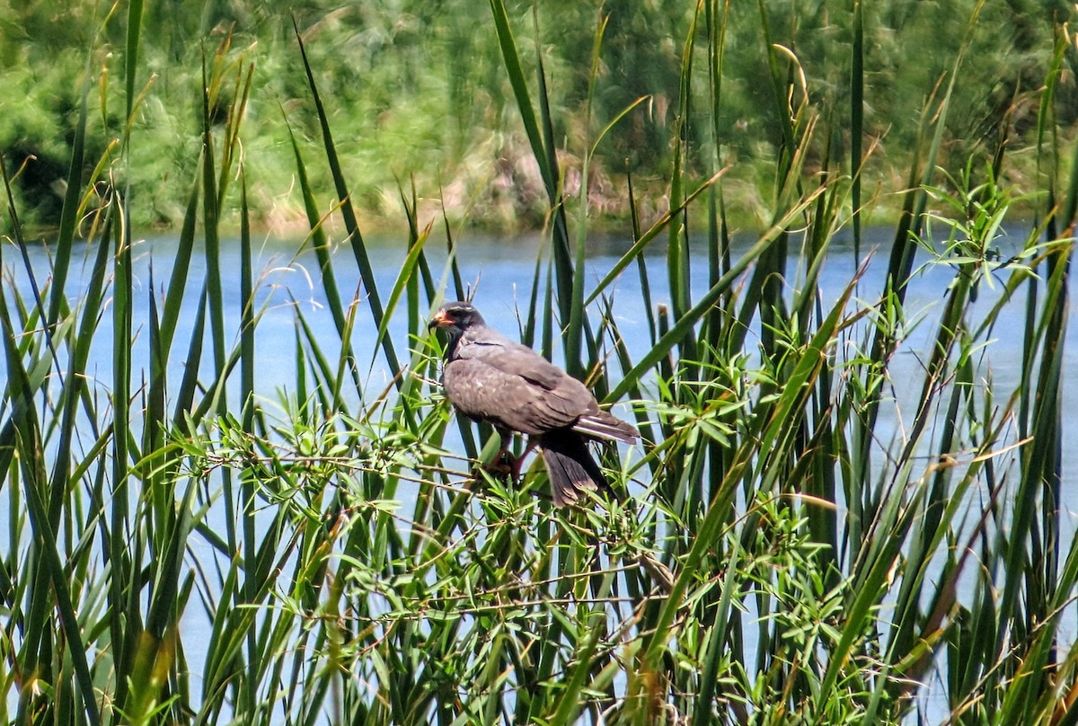 Snail Kite - ML646606294