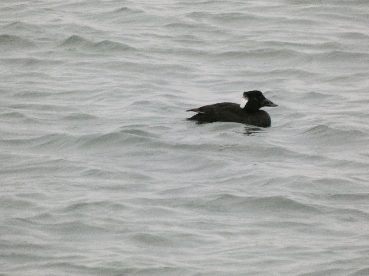 Surf Scoter - ML646606295