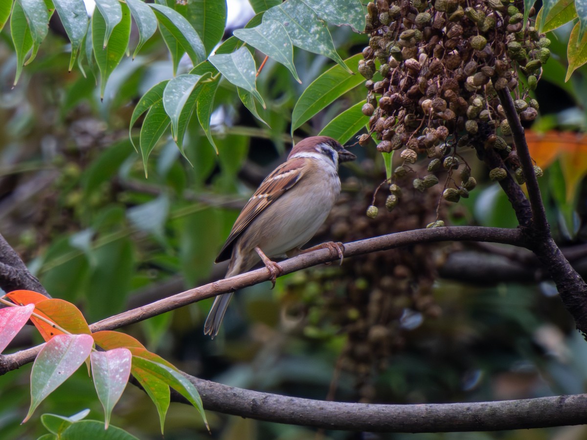 pilfink - ML646606296