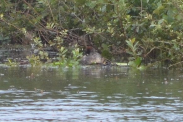 Australasian Grebe - ML646606297