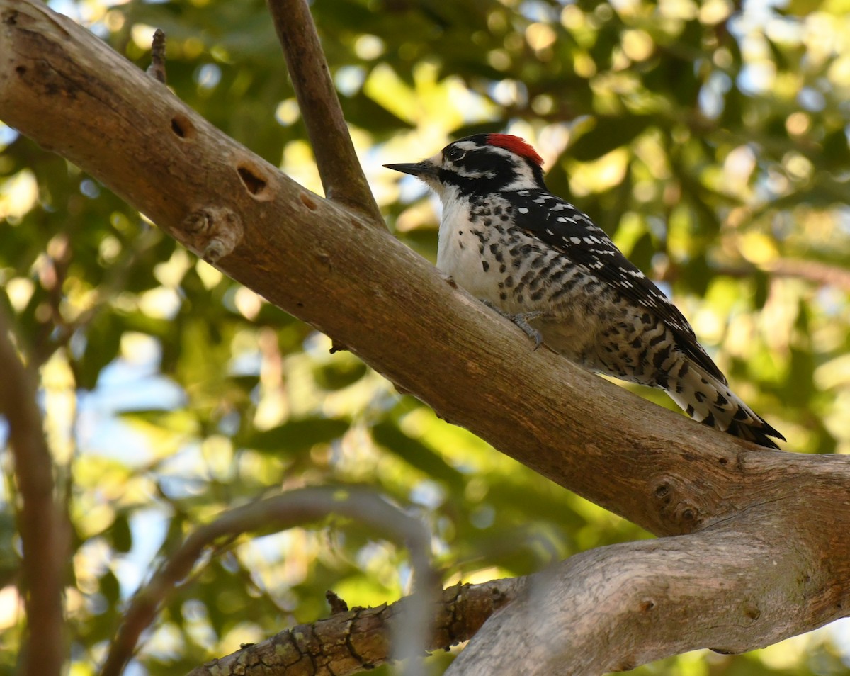 Nuttall's Woodpecker - ML646606298