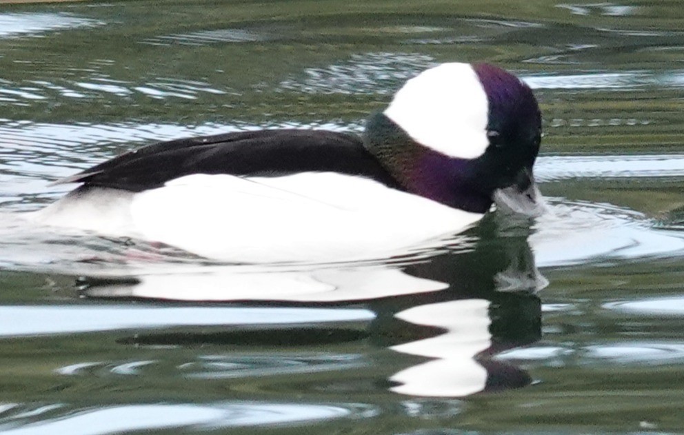 Petit Garrot - ML646606299