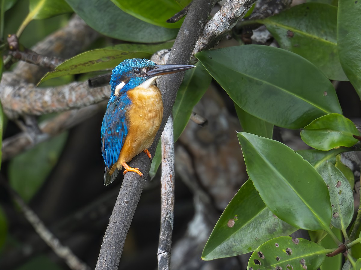 Common Kingfisher (Cobalt-eared) - ML646606300