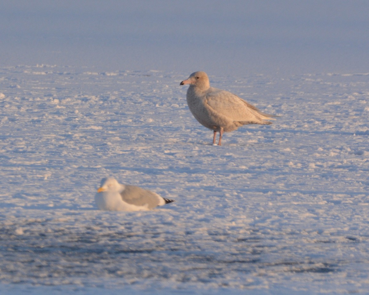 Glaucous Gull - ML646606301