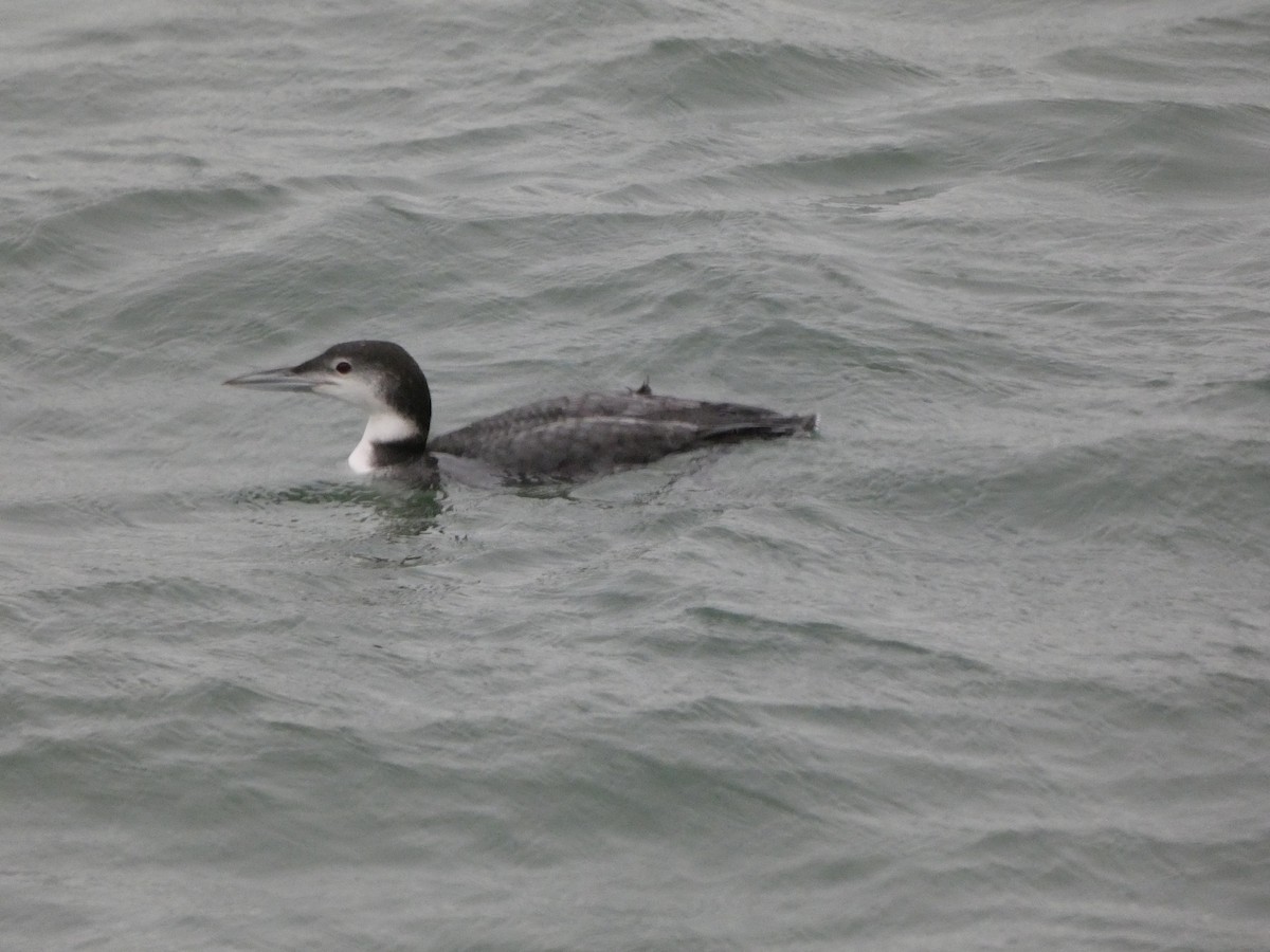 Common Loon - ML646606303