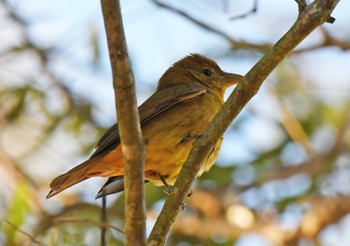 Summer Tanager - ML646606304