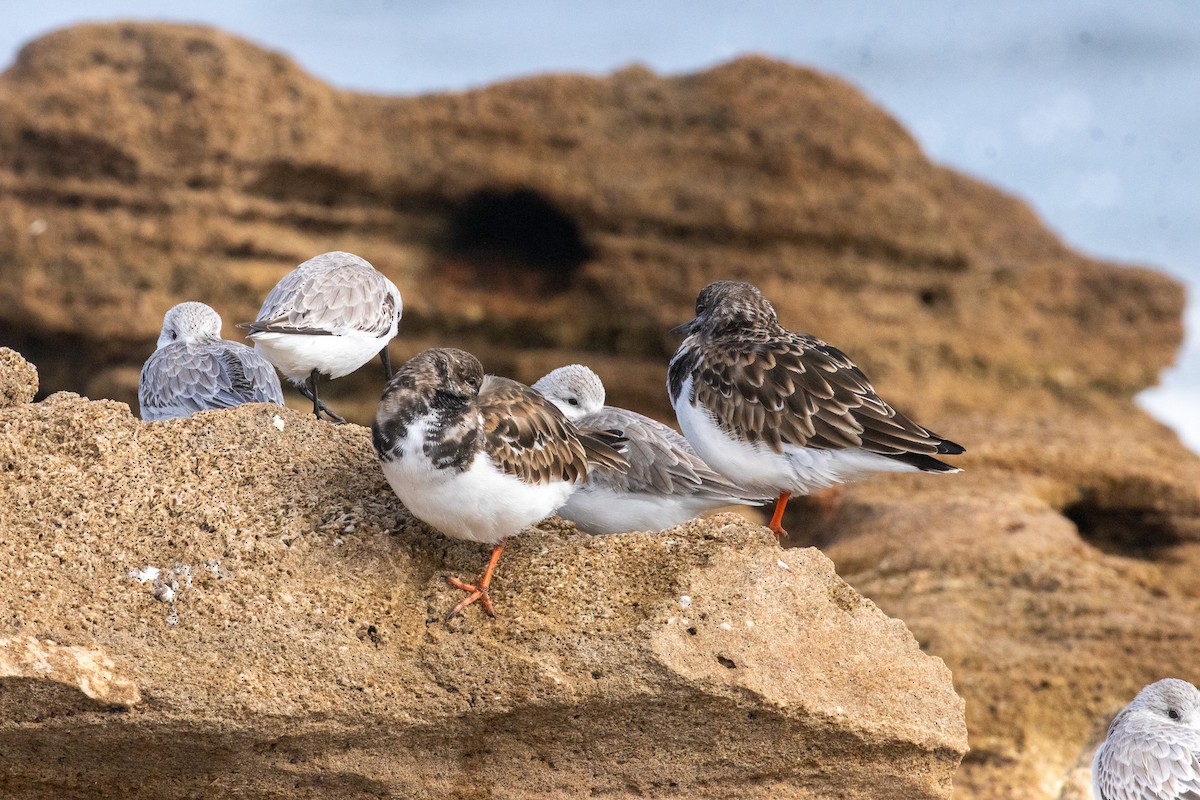 Ruddy Turnstone - ML646606305