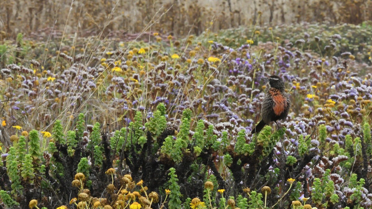 Long-tailed Meadowlark - ML646606306