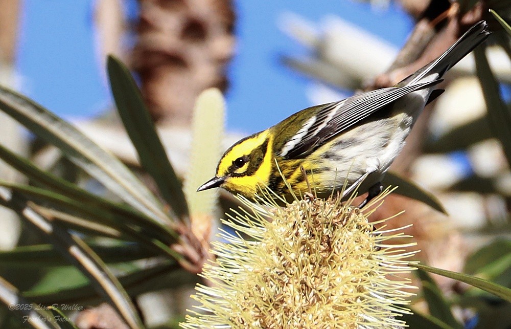 Paruline de Townsend - ML646606308