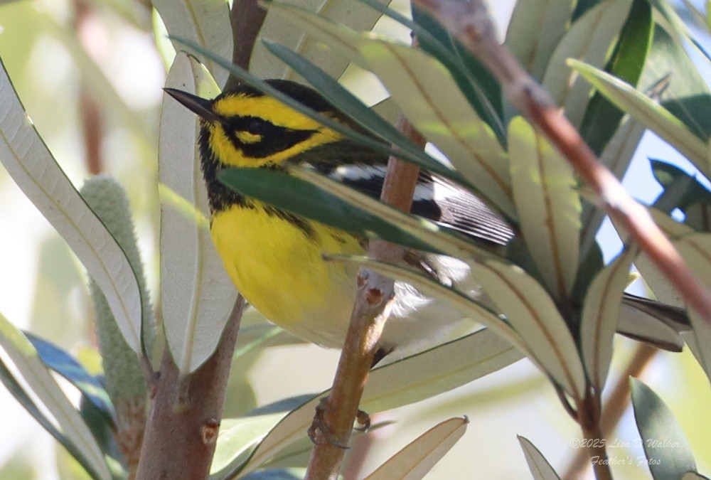 タウンゼンドアメリカムシクイ - ML646606309