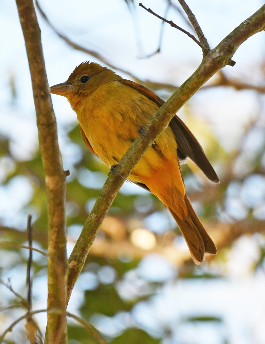 Summer Tanager - ML646606310