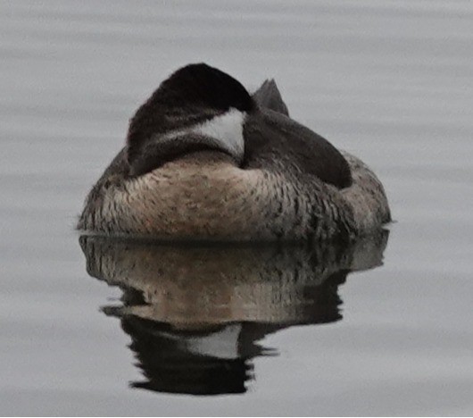 Ruddy Duck - ML646606311