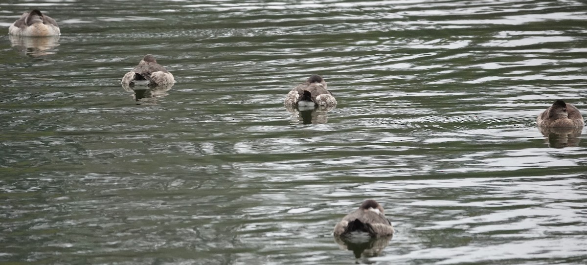 Ruddy Duck - ML646606312