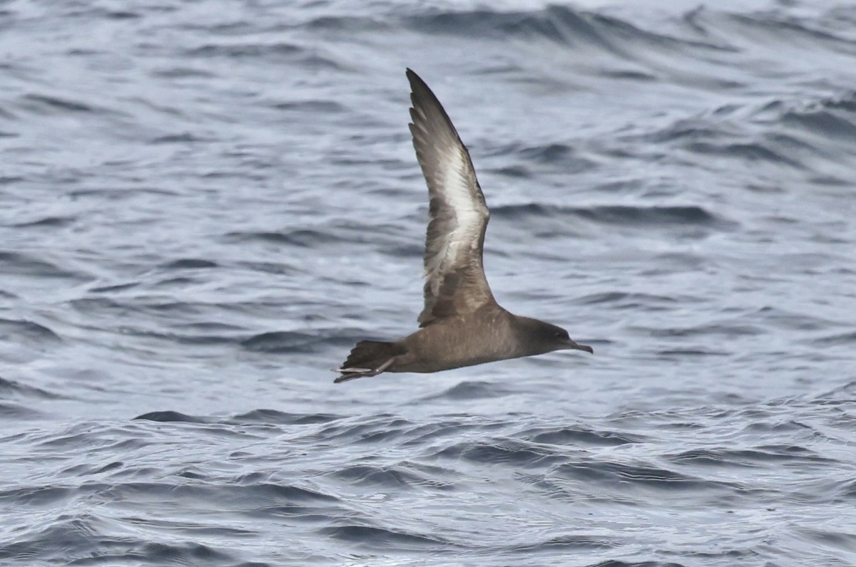 Dunkelsturmtaucher - ML646606314