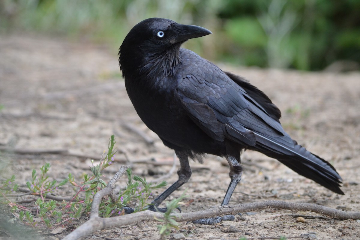 Küçük Kuzgun - ML646606315