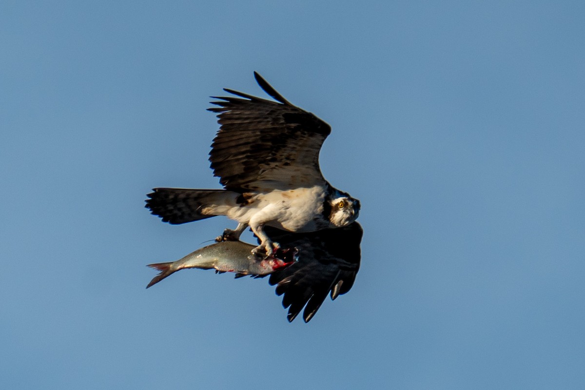 Falco pescatore - ML646606316