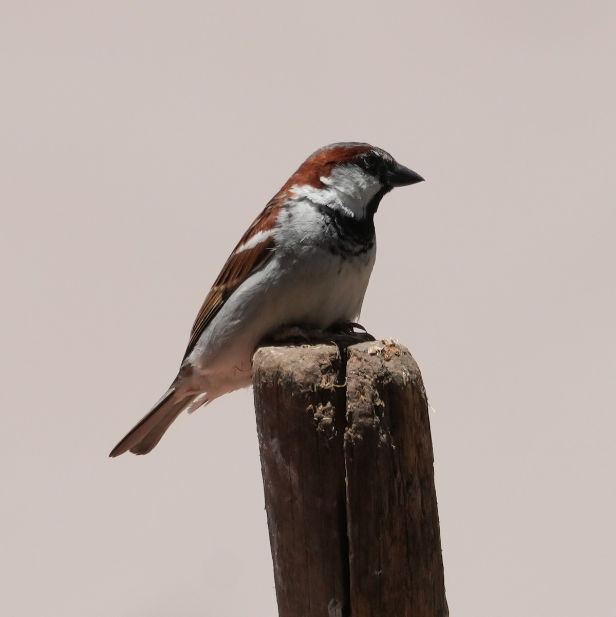 Serçe - ML646606319