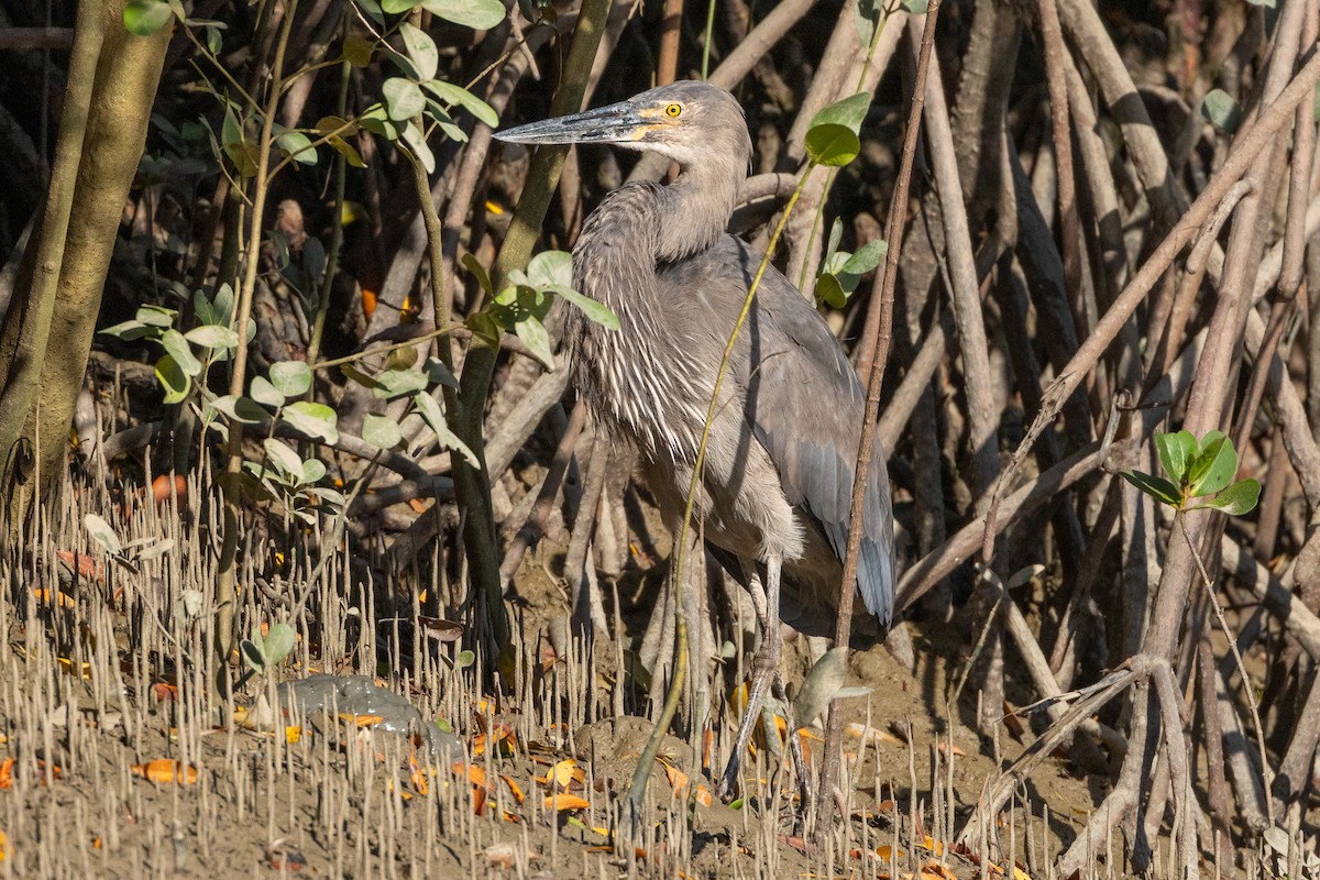 Great-billed Heron - ML646606321
