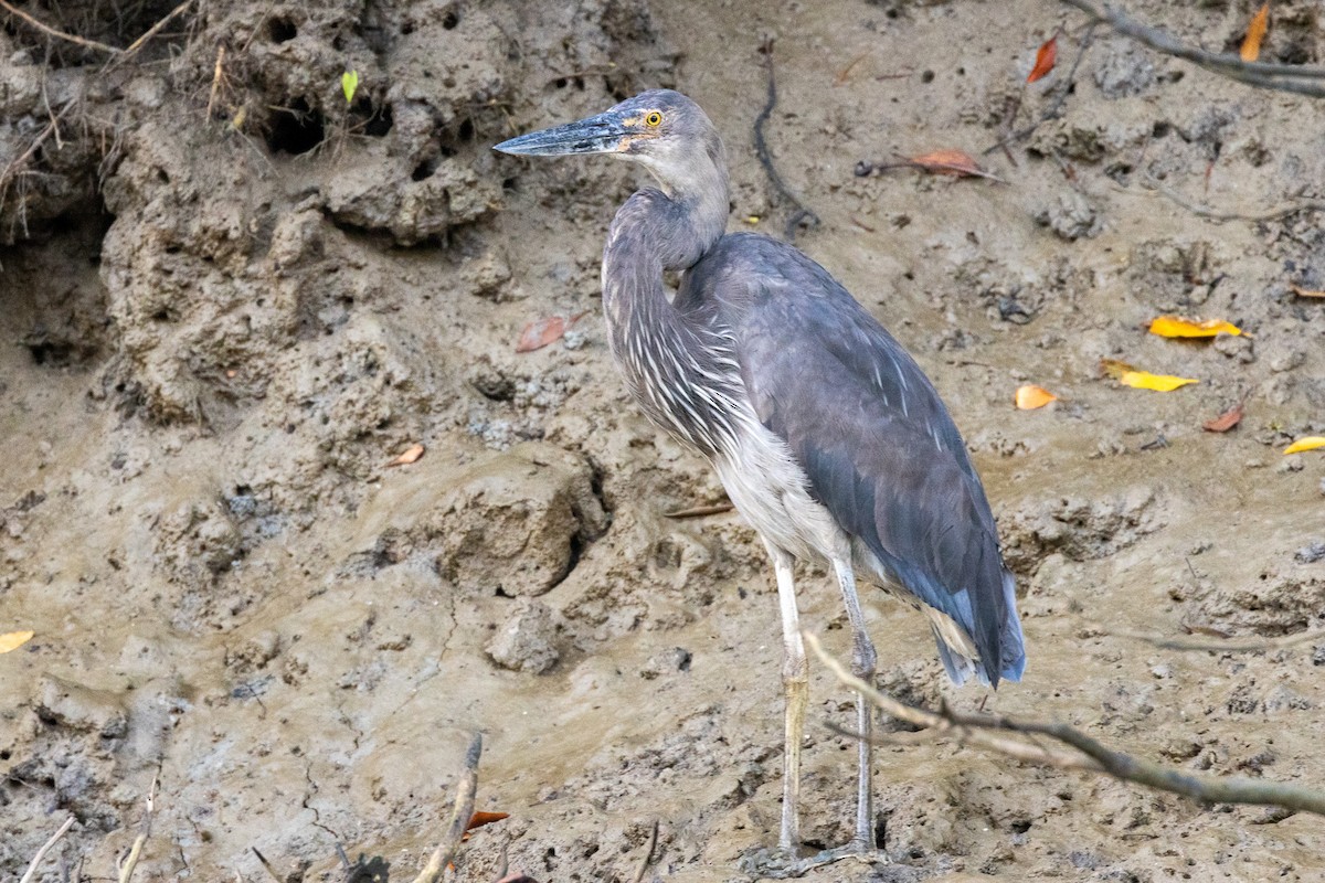 Great-billed Heron - ML646606322