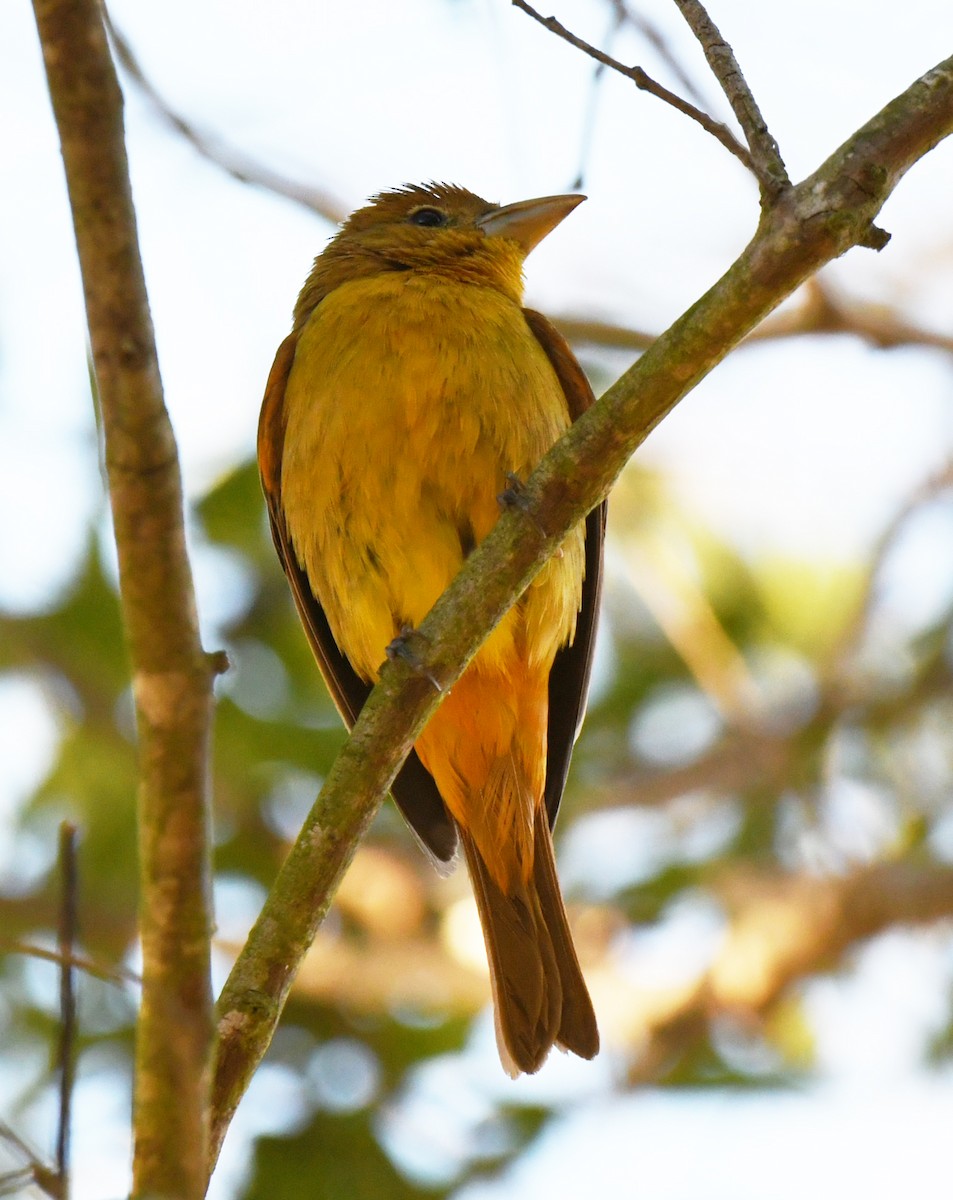 Kırmızı Piranga - ML646606323