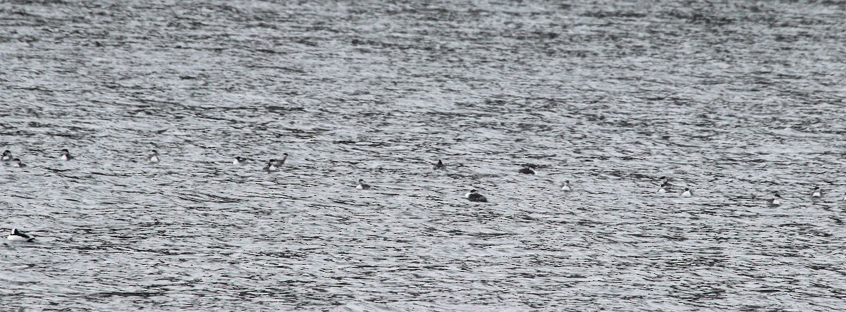 Horned Grebe - ML646606324