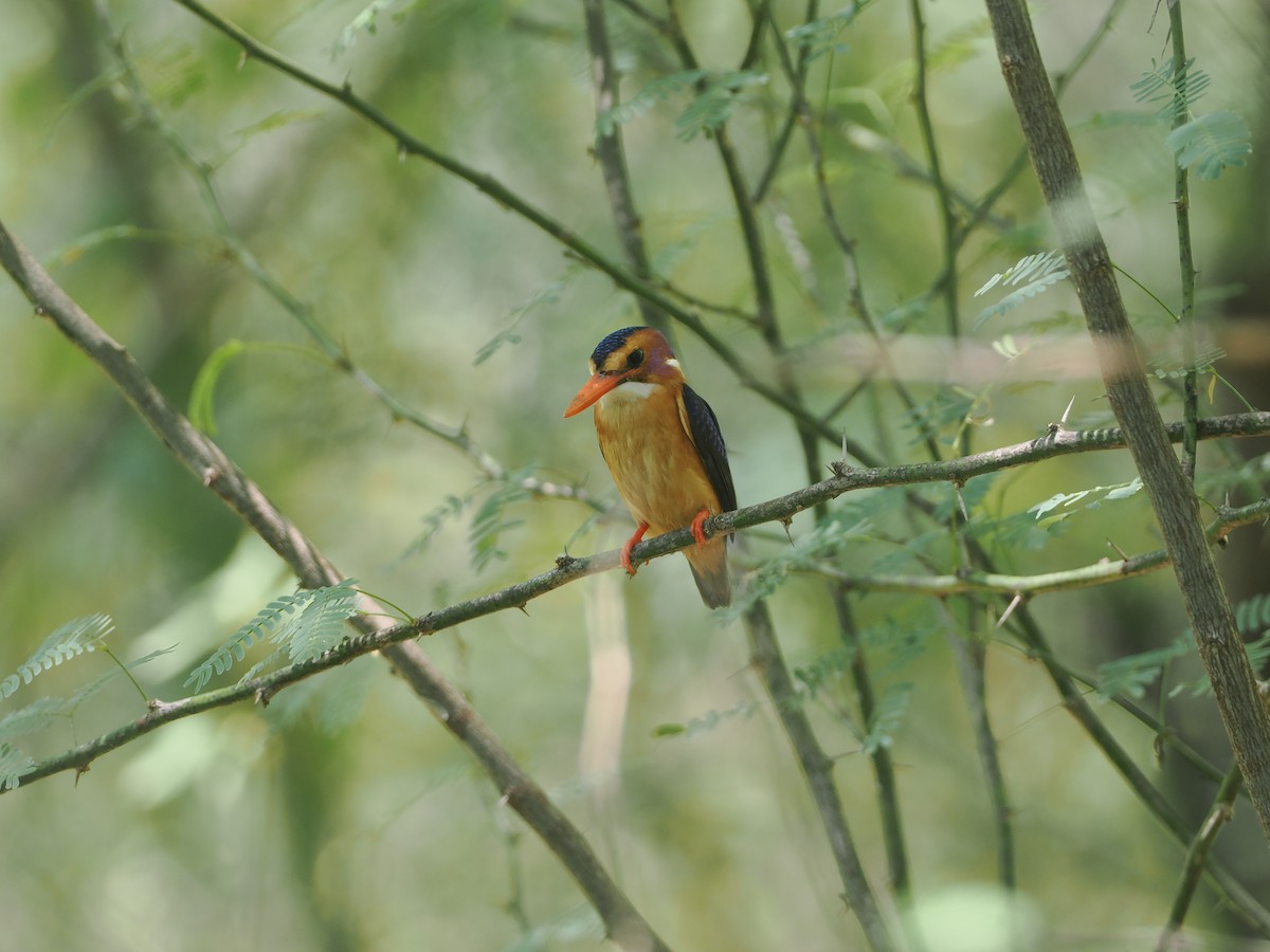 Afrika Küçük Yalıçapkını - ML646606325