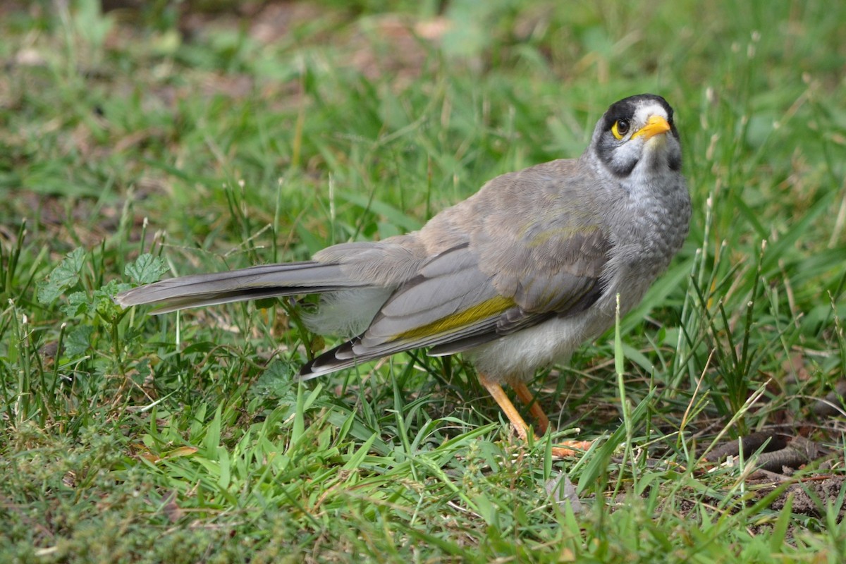 Noisy Miner - ML646606326