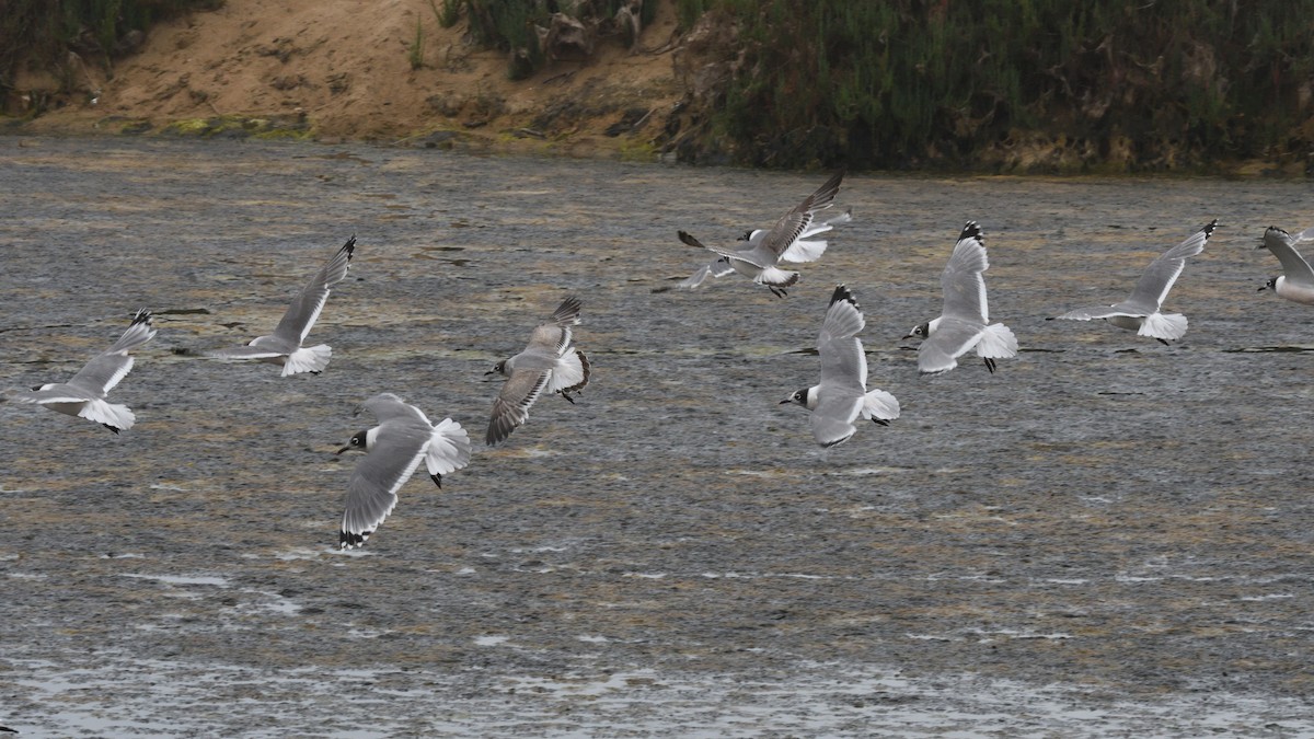 Maskeli Martı - ML646606328