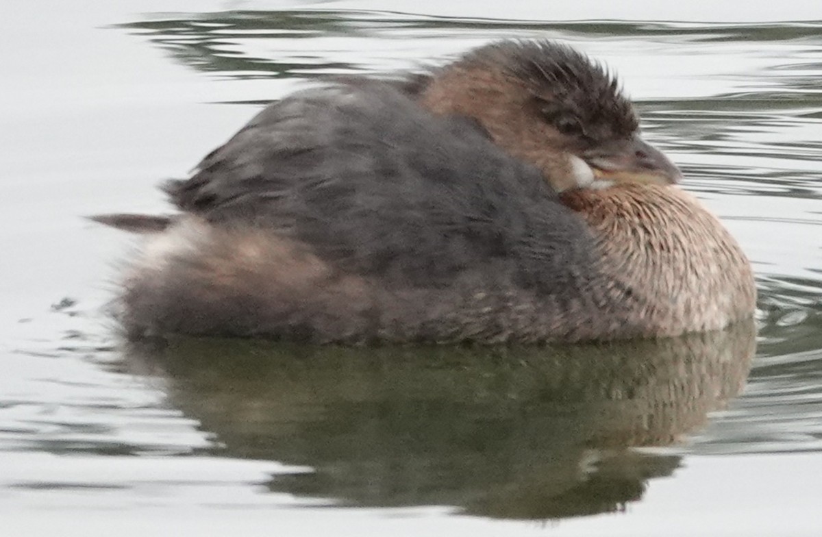 Kalın Gagalı Batağan - ML646606329