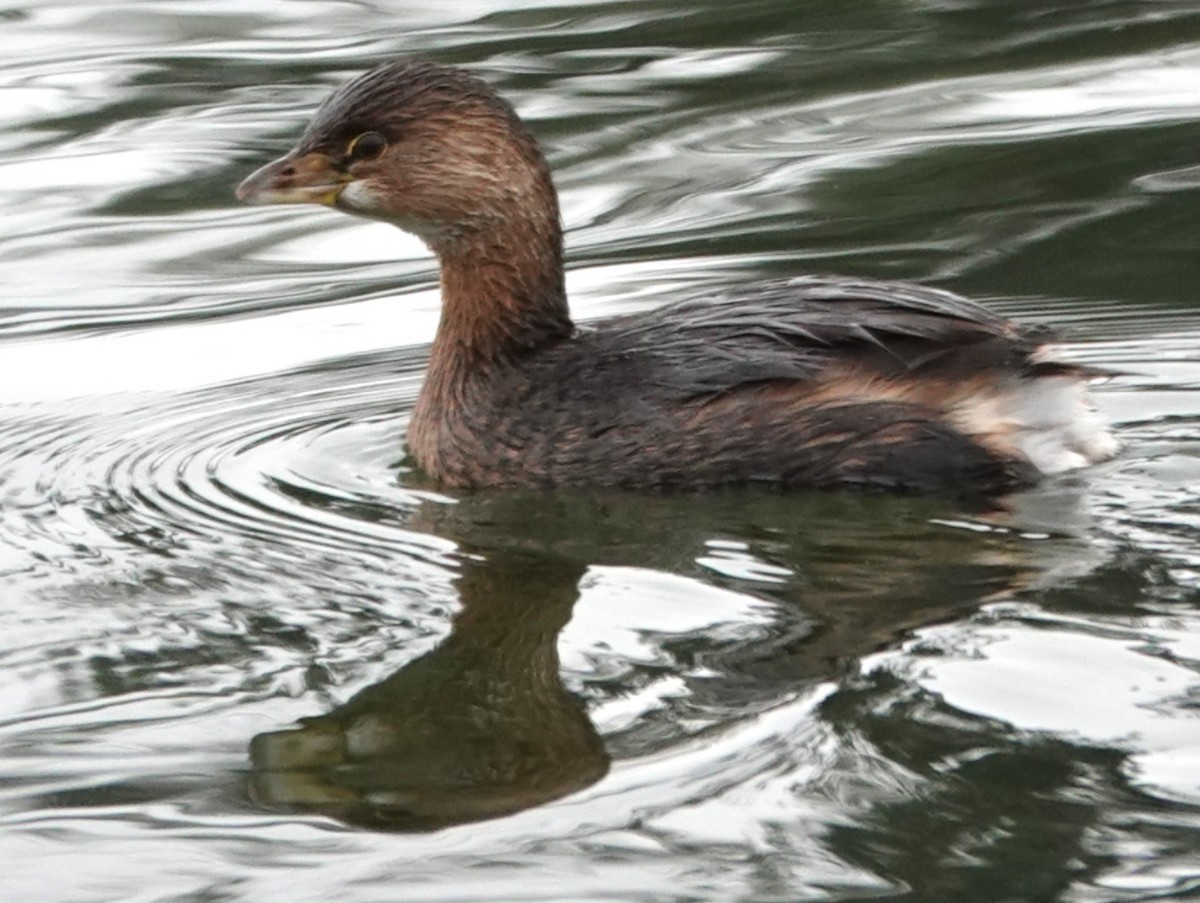 Kalın Gagalı Batağan - ML646606330