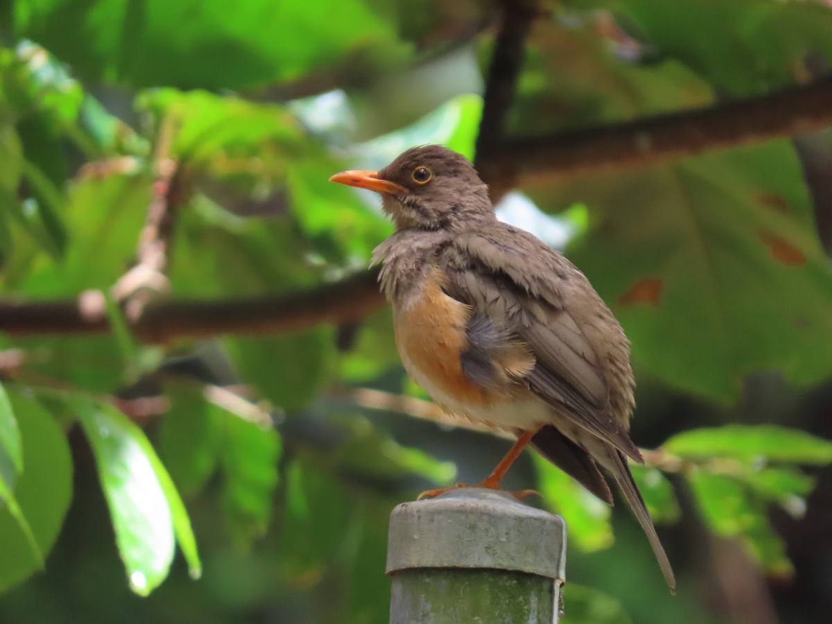 Kristmas Adası Ardıcı - ML646606331