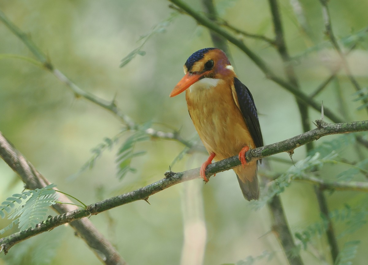 Afrika Küçük Yalıçapkını - ML646606334