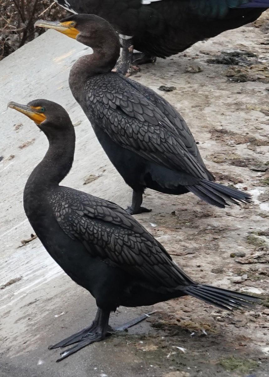 Kulaklı Karabatak - ML646606335