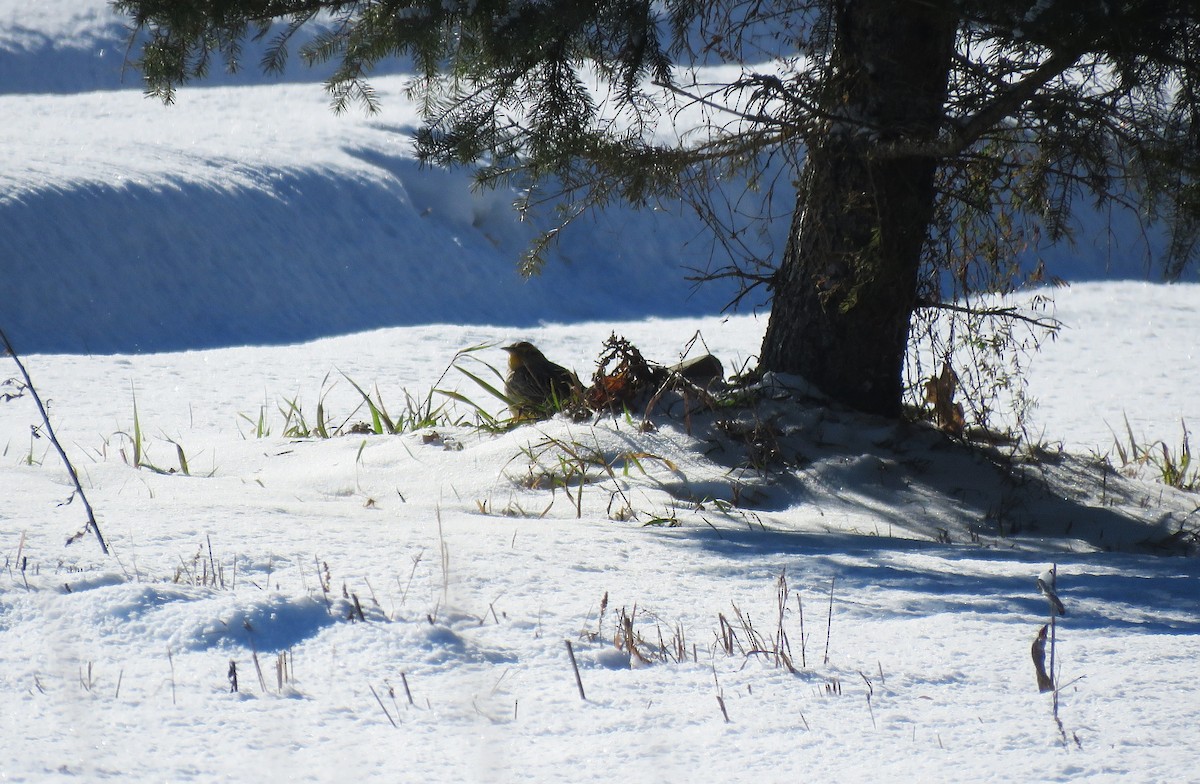 Western Meadowlark - ML646606336
