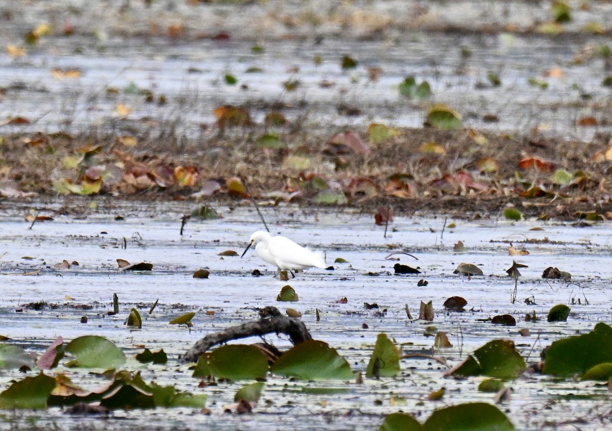 Karbeyaz Balıkçıl - ML646606337