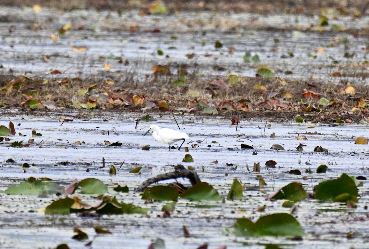 Karbeyaz Balıkçıl - ML646606338