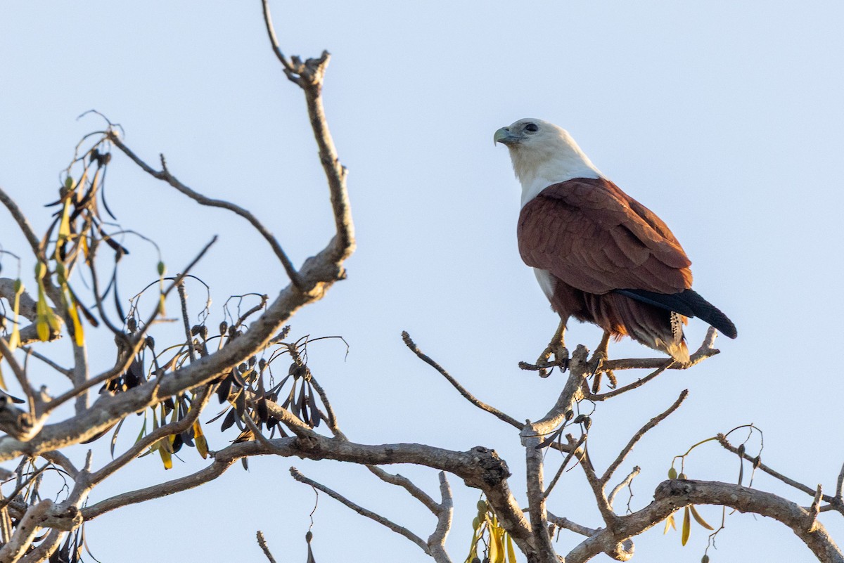 Brahman Çaylağı - ML646606339