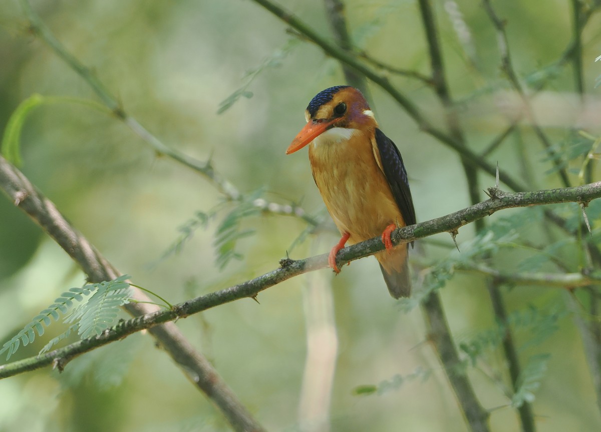 Afrika Küçük Yalıçapkını - ML646606340