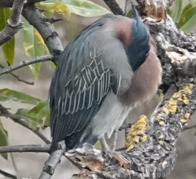 Yeşil Balıkçıl - ML646606341