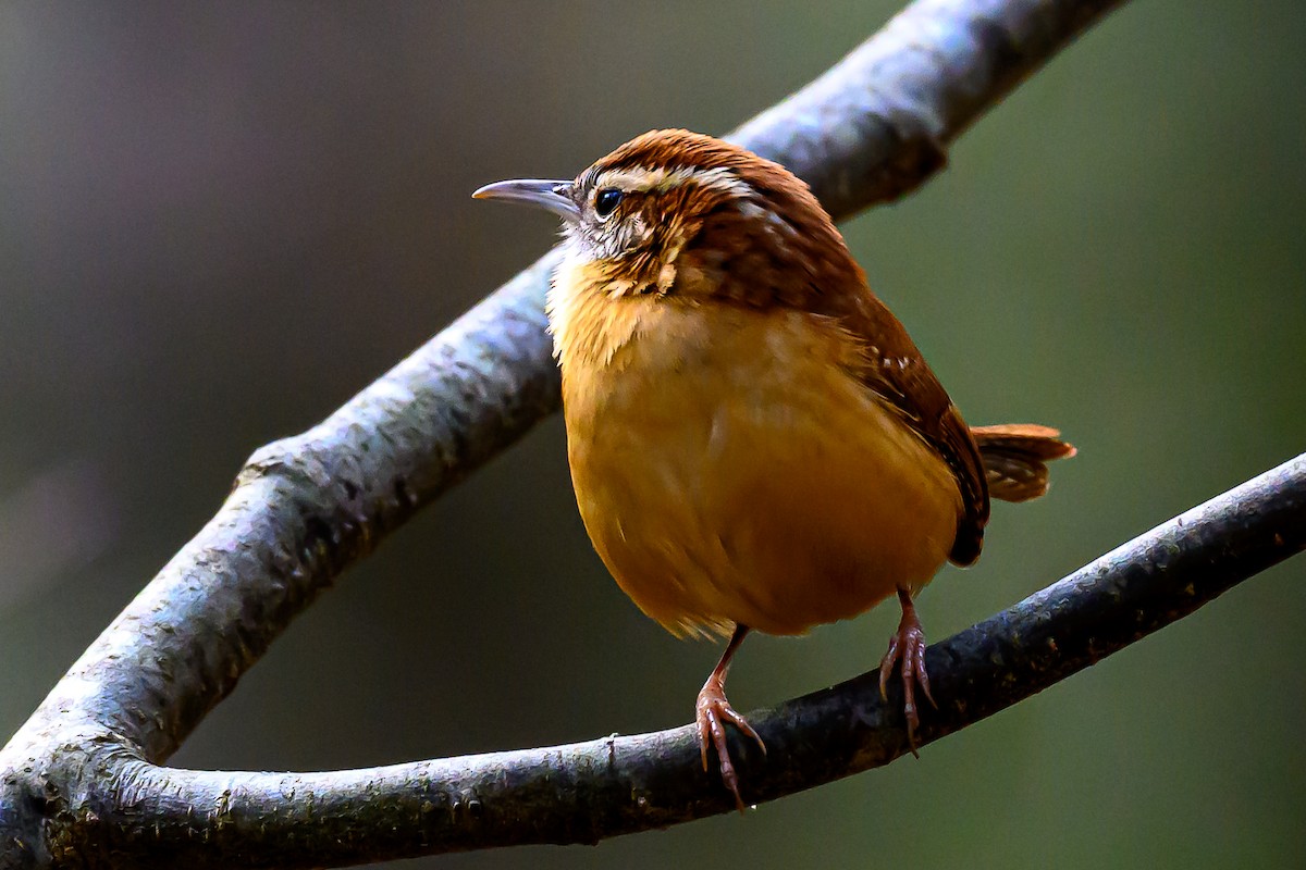 Karolina Çıtkuşu - ML646606342