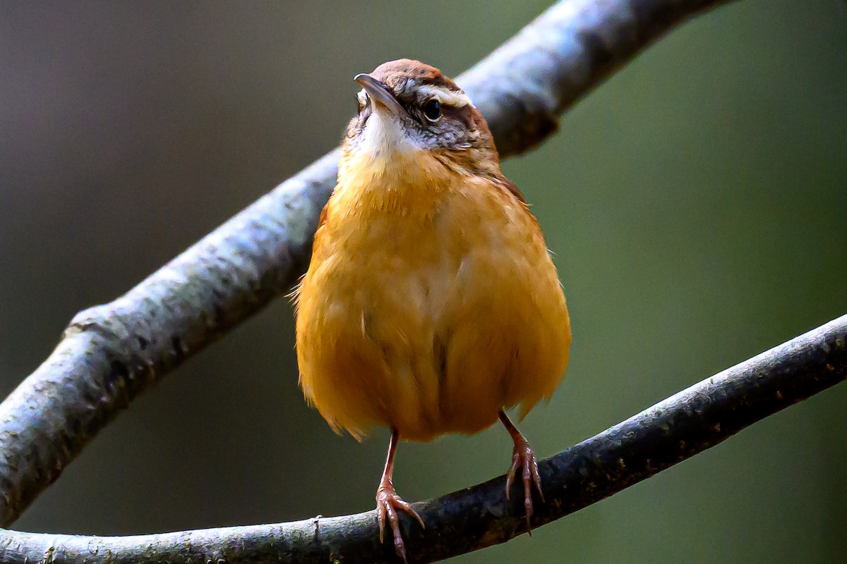 Karolina Çıtkuşu - ML646606343